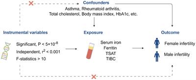 No evidence of genetic causation between iron and infertility: a Mendelian randomization study